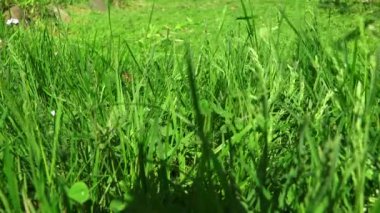 Elektrikli çim biçme makinesi çimenlikteki çimleri biçiyor. 4K.