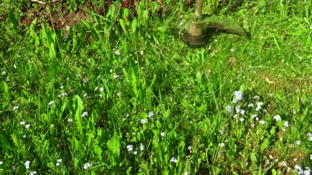 Elektrische grasmaaier maait het gras op het gazon. 4K. — Stockvideo