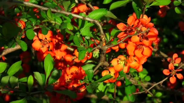 Quince. Flores rojas. 4K . — Vídeos de Stock