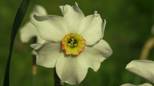 White Narcissus. 4K. — Stock Video