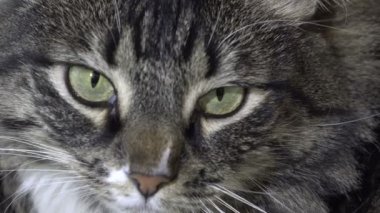 sevgi kabarık kedi