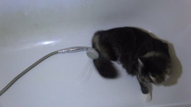 Water.4k ile korkmuş ruh kediydi.