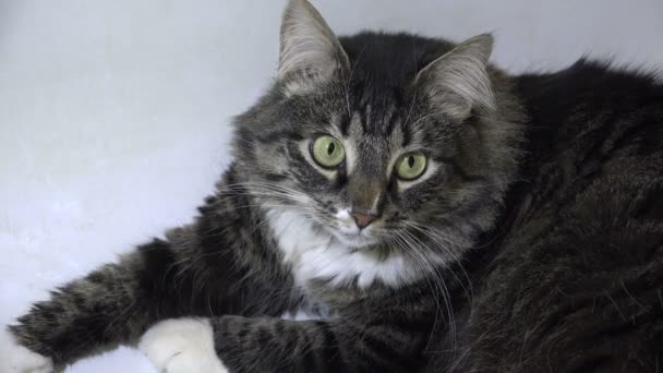 Affectionate fluffy cat — Stock Video