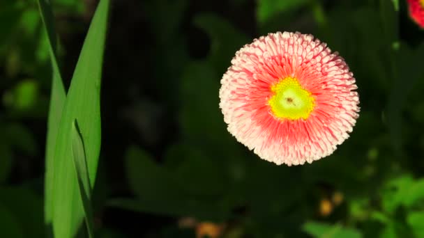 Gänseblümchen auf einem Beet. 4k. — Stockvideo