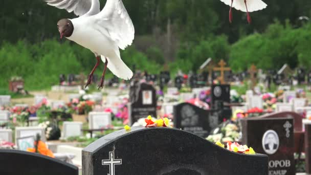 Gulls in the cemetery eating — Stock Video