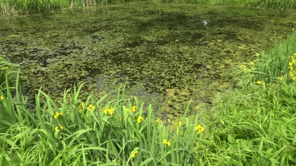 El estanque cubierto en el parque. 4K . — Vídeos de Stock