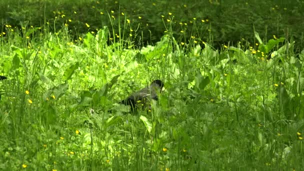 Crow in the grass. 4K. — Stock Video