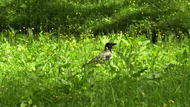 Crow in the grass. 4K. — Stock Video