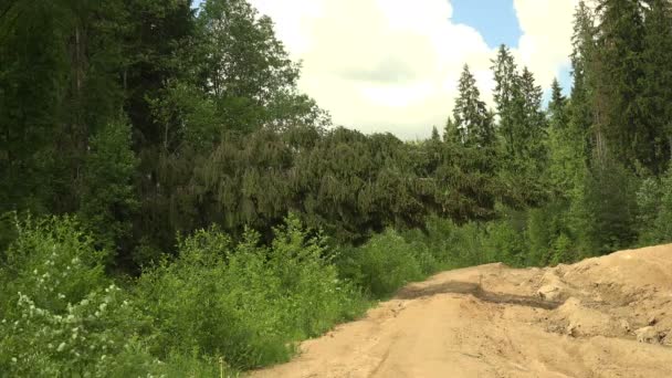 Caiu na estrada abeto — Vídeo de Stock