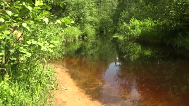 Floden i skogen — Stockvideo