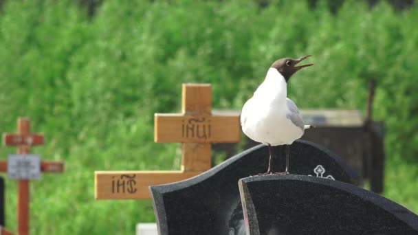 Птицы, чайки на кладбище. 4K . — стоковое видео
