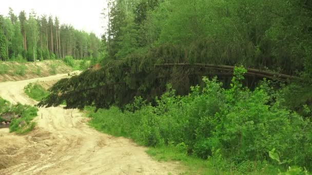 Fallen on the road spruce. 4K. — Stock Video