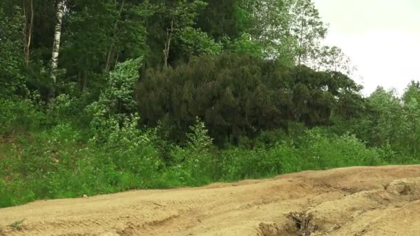 Fallen on the road spruce. 4K. — Stock Video