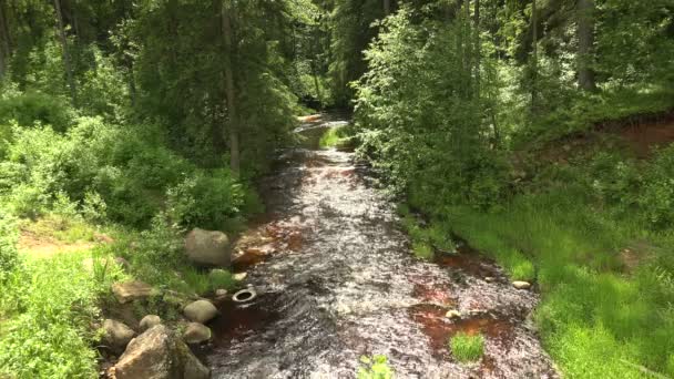 Річка в лісі. 4-кілометровий . — стокове відео