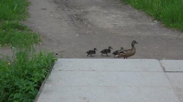 Een moeder eend en kuikens steekt u de weg. 4k. — Stockvideo