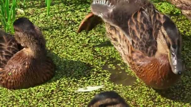 鸭子杂草丛生的池塘 — 图库视频影像