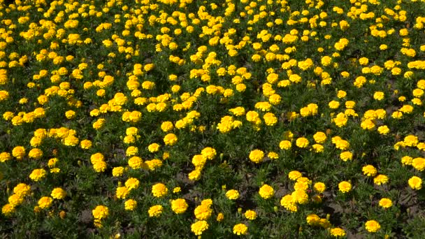 Sarı marigolds. 4k. — Stok video