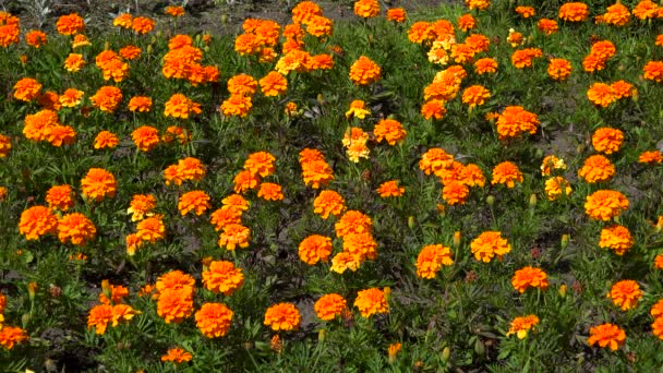 Orange marigold. 4K. — Stock Video