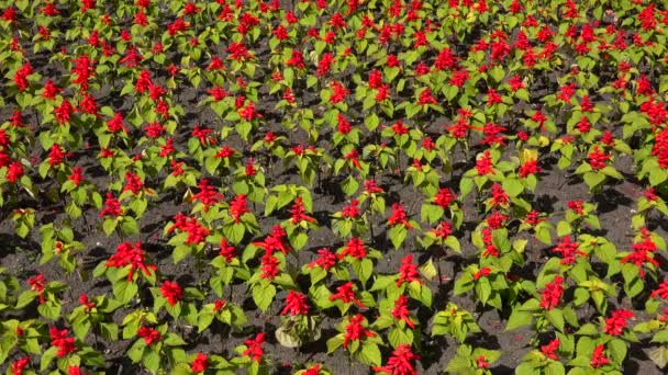 Salvia Splendens. 4k. — Vídeo de stock