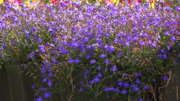 Flores azules. 4K . — Vídeos de Stock