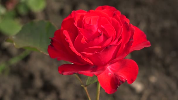 Vörös rózsa. Eloszlik a bajt. 4k. — Stock videók