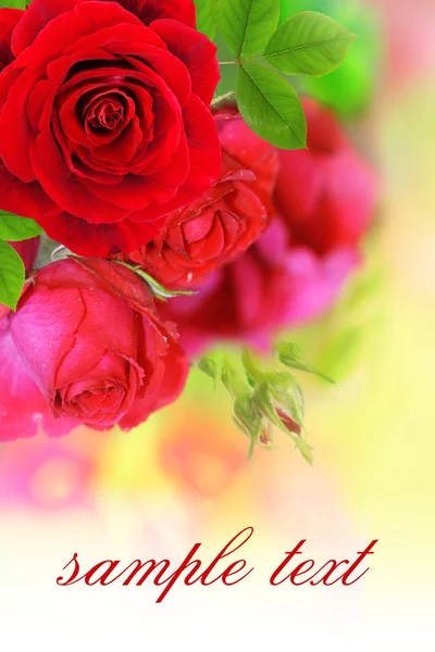 Fundo suave com rosas vermelhas em um jardim — Fotografia de Stock