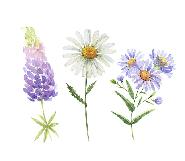 Uppsättning Akvarell Trädgård Vit Och Lila Blommor Kamomill Lupin Handmålade — Stockfoto