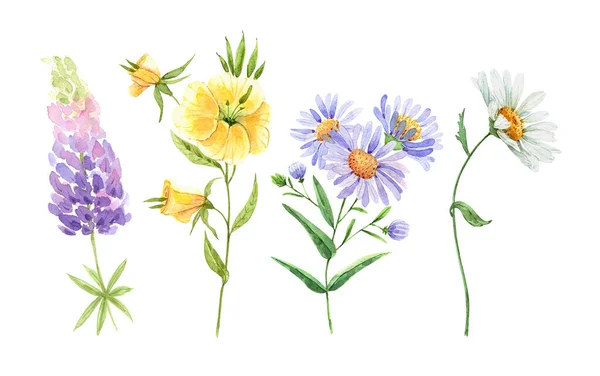 Uppsättning Akvarell Trädgård Blommor Kamomill Lupin Handmålade Vit Bakgrund Närbild — Stockfoto