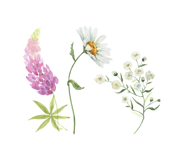 水彩の庭の白とピンクの花のカモミール ルピナスのセット 白地に手描きでクローズアップ — ストック写真