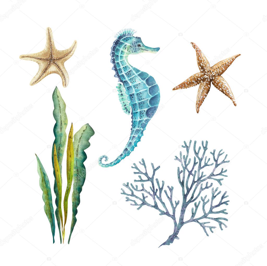 set of watercolor illustrations in a marine style on a white background, with star marine life, seahorse, seaweed hand painted