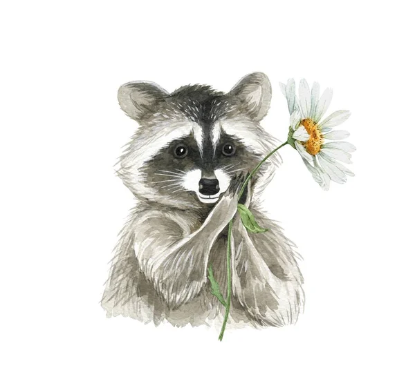 Roztomilý Mýval Bílým Heřmánku Květiny Akvarel Ilustrace Bílém Pozadí Ručně — Stock fotografie