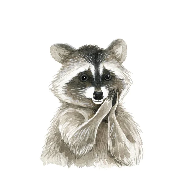 Mignon Animal Raton Laveur Aquarelle Illustration Sur Fond Blanc Peint — Photo