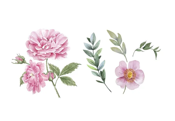 Набор Нежных Розовых Цветов Пионов Бутонов Акварельные Иллюстрации Белом Фоне — стоковое фото