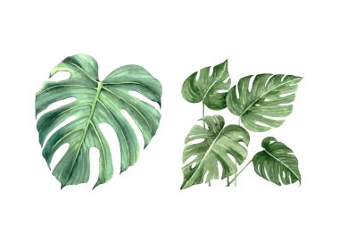 Tropikal bitkilerle suluboya set, beyaz arkaplanda yeşil yapraklar