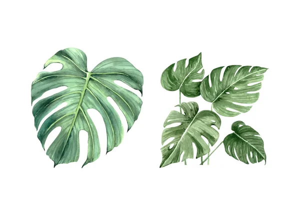 Watercolor Set Tropical Plants Green Leaves White Background Close — Stock Photo, Image