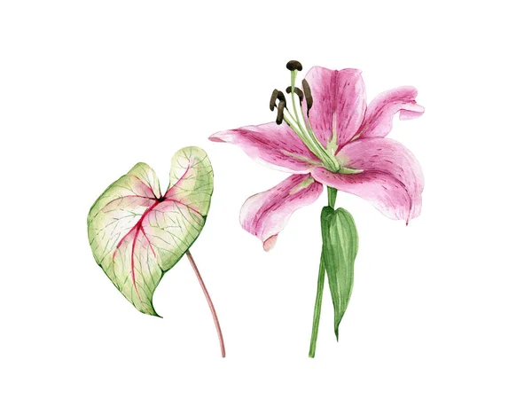 Розовый Цветок Лилии Зеленый Тропический Лист Иллюстрация Акварель Руки Окрашены — стоковое фото