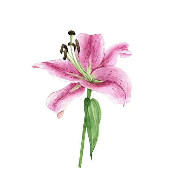 Roze Lelie Bloem Illustratie Aquarel Hand Geschilderd Witte Achtergrond Close — Stockfoto