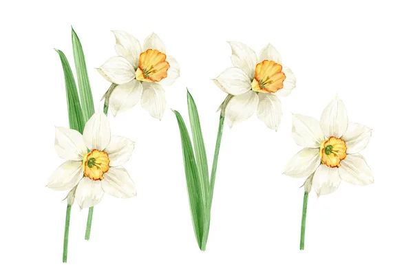 Watercolor Set White Spring Flowers Daffodils White Background Hand Painted — Zdjęcie stockowe