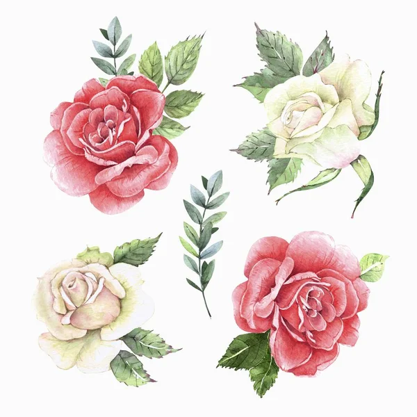 Акварельний Квітковий Набір Білих Червоних Троянд Квіткова Колекція Листям Квітами — стокове фото
