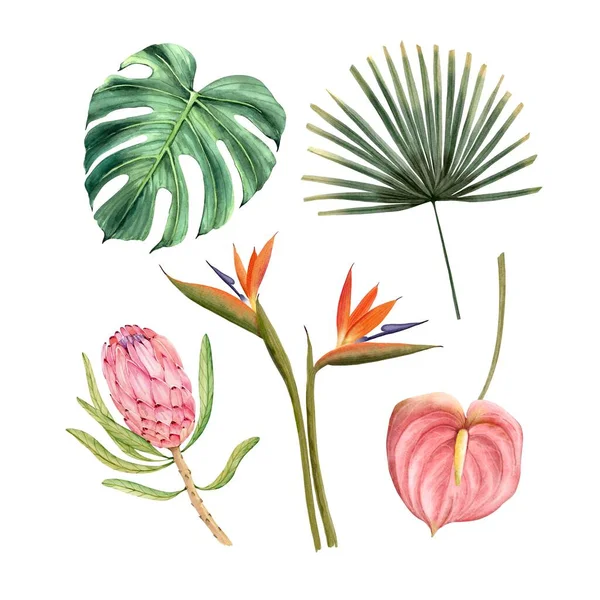 Ensemble Illustrations Aquarelles Feuilles Fleurs Tropicales Convient Aux Invitations Mariages — Photo