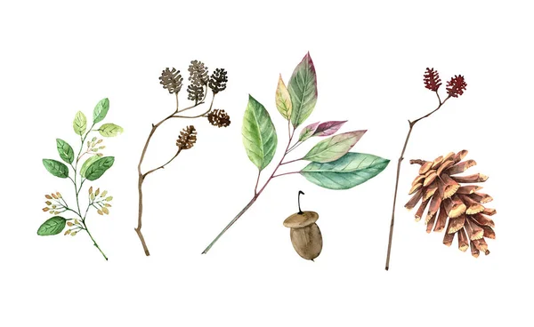 Zestaw Akwareli Elementami Botanicznymi Roślinami Gałęziami Liśćmi Ręcznie Malowane Białym — Zdjęcie stockowe