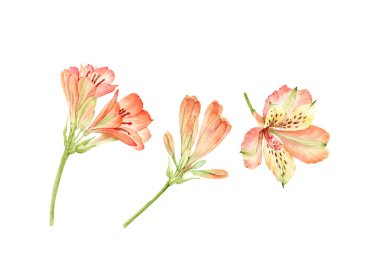 set of watercolor garden orange flowers isolated on white background, hand painted clipart