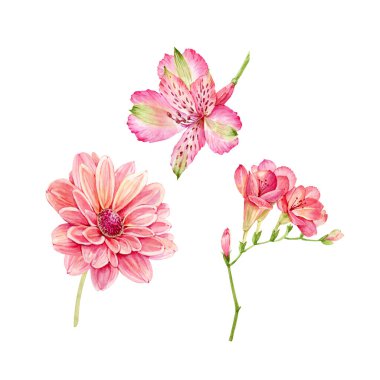 set of watercolor garden pink flowers isolated on white background, hand painted clipart