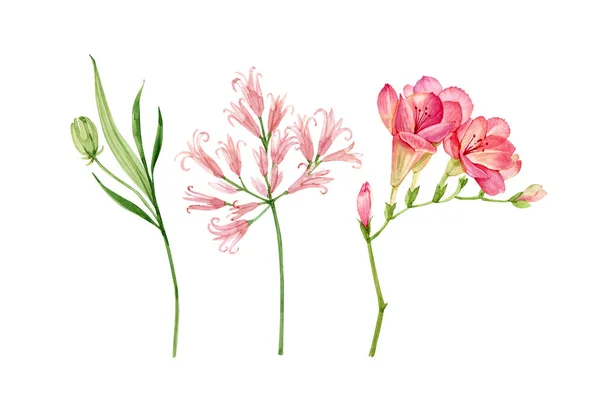 Набор Акварельный Сад Розовые Цветы Изолированы Белом Фоне Вручную Окрашены — стоковое фото