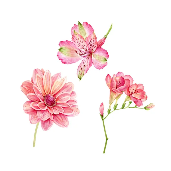 Conjunto Aquarela Jardim Flores Rosa Isolado Fundo Branco Pintado Mão — Fotografia de Stock