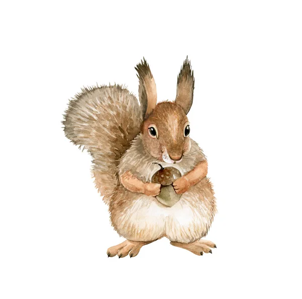 Akvarel Ilustrace Zvíře Červená Veverka Ořechem Ručně Malované Bílém Pozadí — Stock fotografie