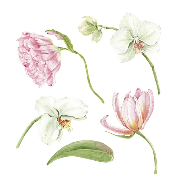 Набор Акварели Нежные Цветы Розовые Тюльпаны Белые Орхидеи Изолированы Белом — стоковое фото