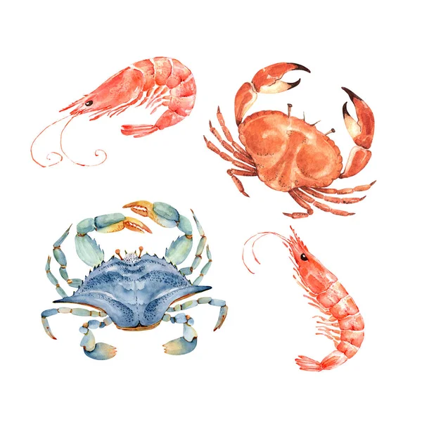 Set Von Aquarell Illustrationen Maritimen Stil Meeresfrüchte Krabben Und Garnelen — Stockfoto