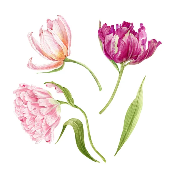 Набор Розовых Цветов Тюльпаны Крупным Планом Белом Фоне Иллюстрация Акварели — стоковое фото