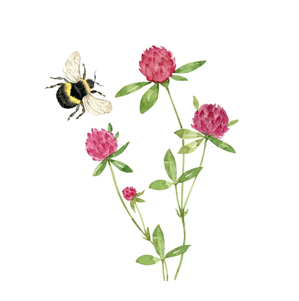 Bukiet Różowymi Dzikimi Kwiatami Koniczyna Trzmiel Owad Akwarela Ilustracja Izolowane — Zdjęcie stockowe